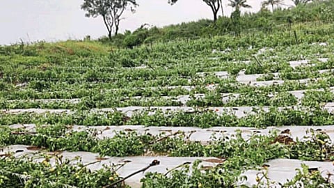 Crop Damage Compensation : पिकांच्या नुकसानीपोटी ४२ कोटींच्या मदतीची मागणी