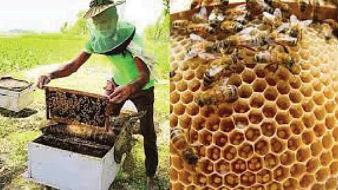 Honey Production