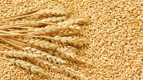Wheat Rate