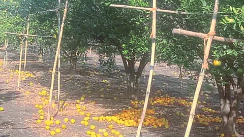 Orange Project