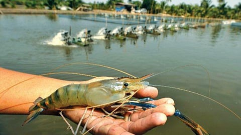 Prawns Conservation