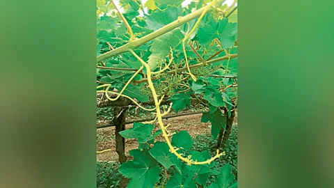 Grape Management
