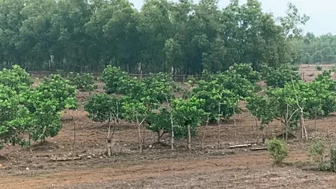 Cashew : शेतकरी नियोजन पीक ः काजू