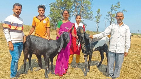 Social Media Goat Rearing