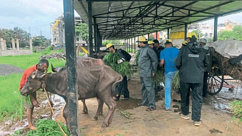 Livestock Market