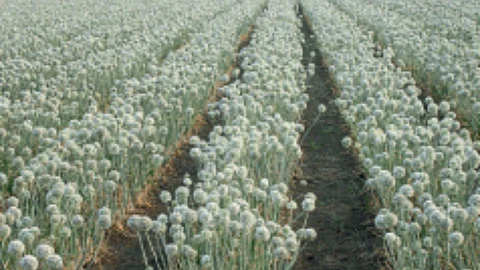 Onion Seed Production