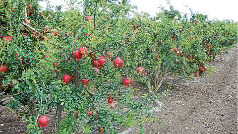 Pomegranate