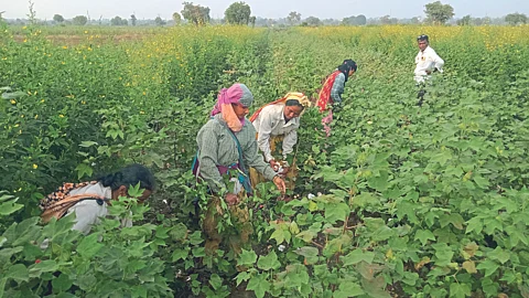 Cotton Harvesting