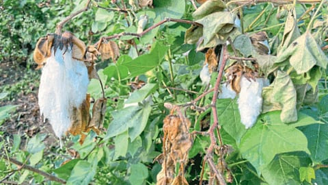 Cotton