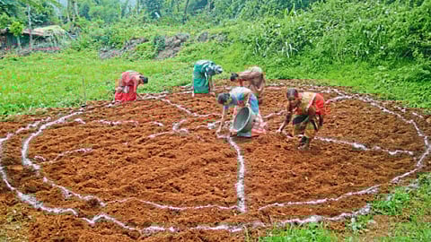 Paddy Farming