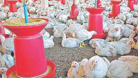 Poultry Industry | poultry rate today