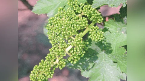 Grape Management