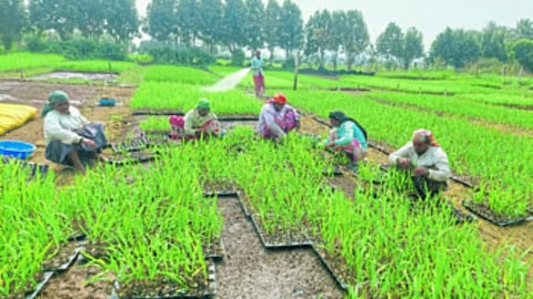 Sugarcane cultivation