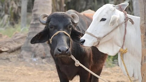 Animal care