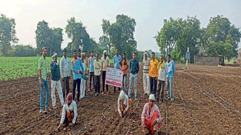 Onion Cultivation