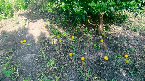 Orange Fruit Fall