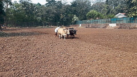 Vegetable Cultivation