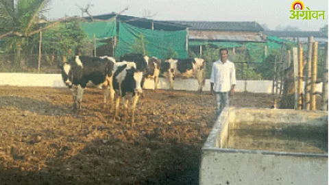 Dairy Business : दुग्ध व्यवसायातून तुजारपूर गावाने साधली प्रगती