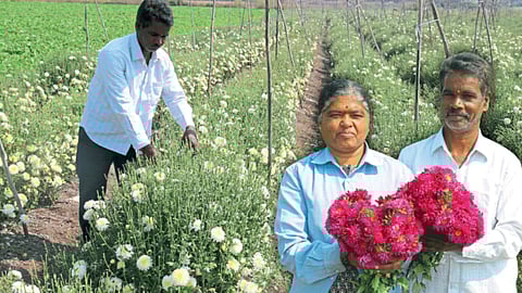 Flower Farming