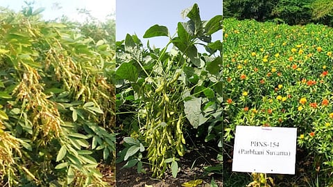 Parbhani Soybean variety