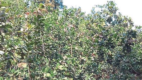 Rain Update | Sindhudurg Rain | Cyclone