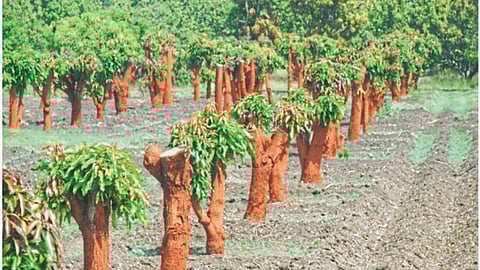 Mango Orchard