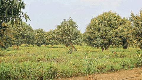 Kesar Mango