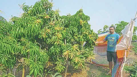 Mango Production