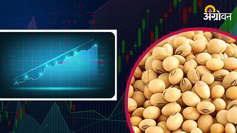 Soybean Market