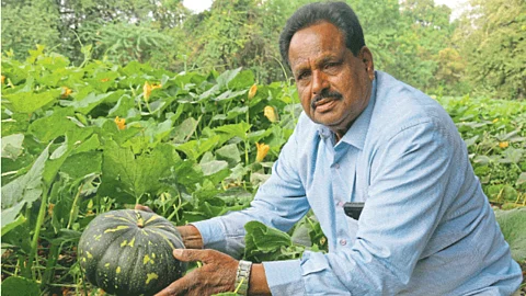 Red Pumpkin : लाल भोपळ्याच्या दर्जेदार उत्पादनात सातत्य