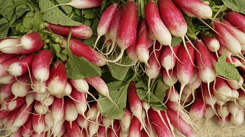 Red Radish