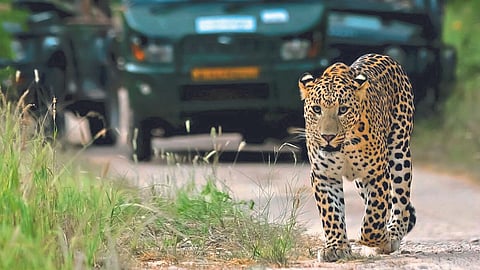 Leopard Safari