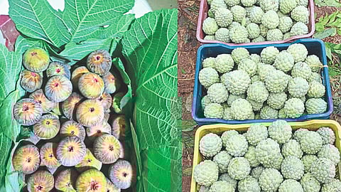 CusterdApple And Fig Marketing