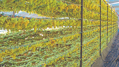 Raisin Production