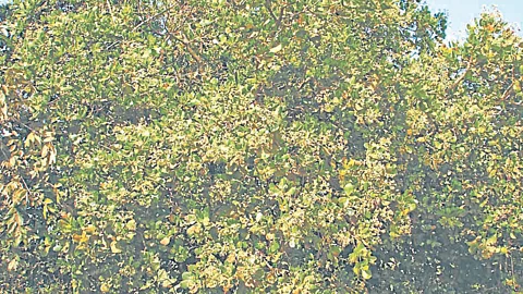 Mango Production