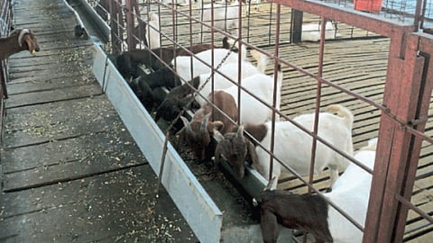 Goat Farming