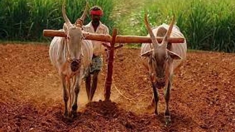 Indian Farming