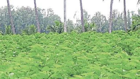 Tuti Lagwad