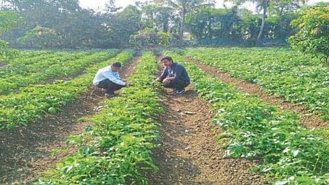 Palghar Potato News