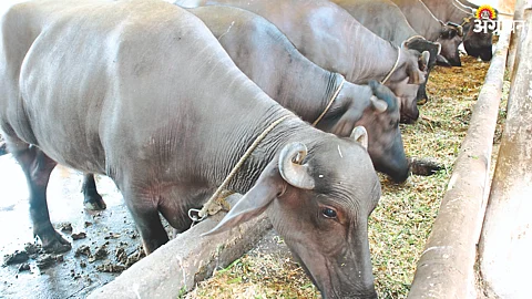 Animal Feed
