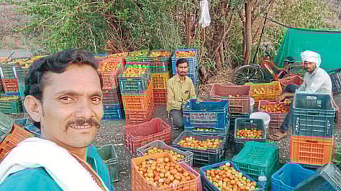 Vegetable Production