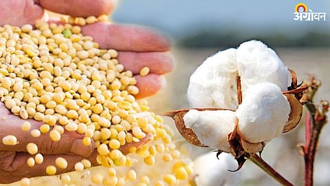 Cotton, Soybean market