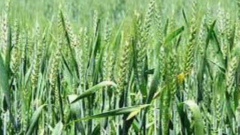Wheat Crop