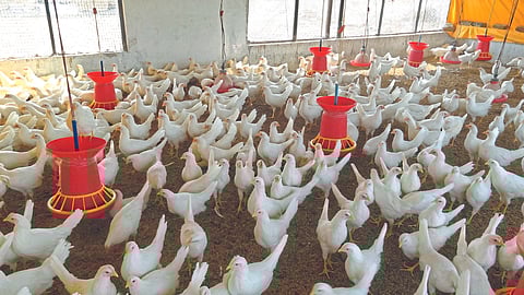 Poultry