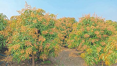Mango Crop Management
