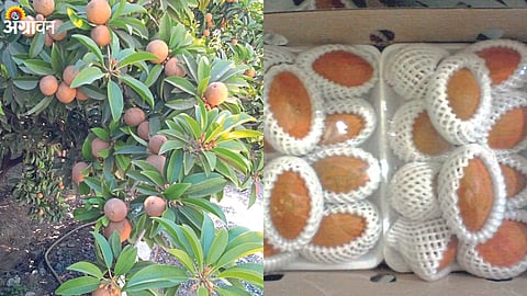 Chiku Crop