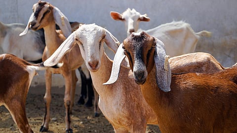 Goat Farming Scheme