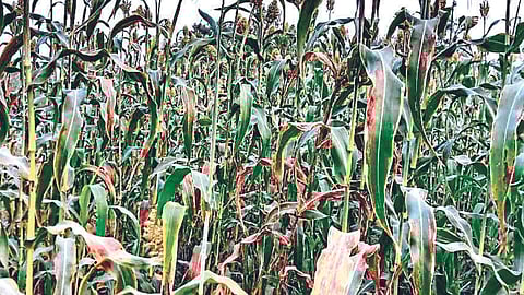 Rabi Jowar