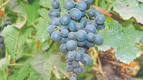 Grape Crop Care