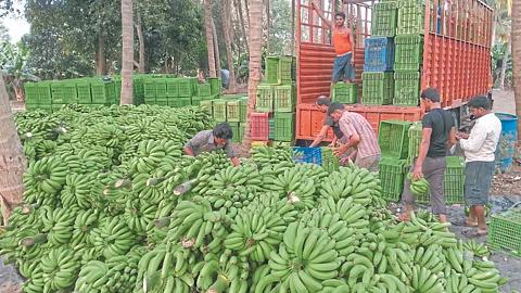 Bnana Rate